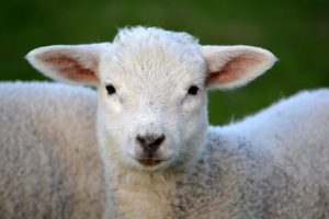 Read more about the article EASTER – REVELATION SONG!